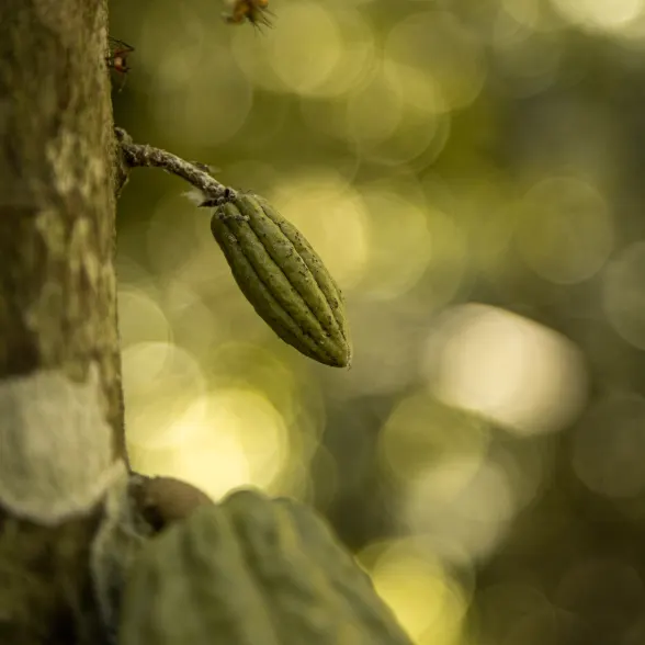 cocoa pods on tree valrhona