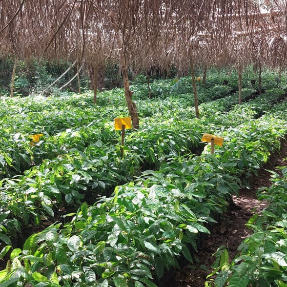 fleur de cacao